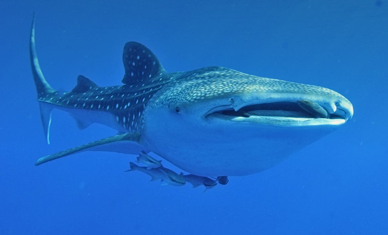 Tiburones ballena nadando en el Mar de Cortés, Baja California Sur