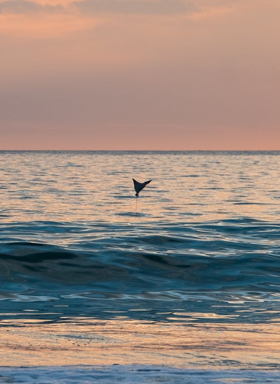 Manta ray saltando del Mar de Cortés al atardecer